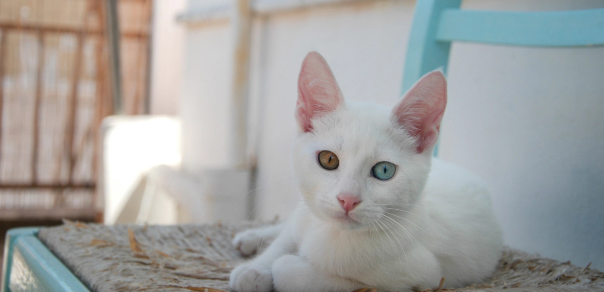 Lying Van cat