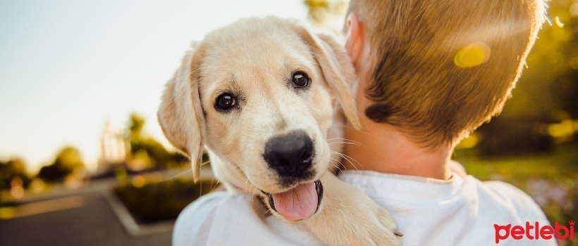 Things to Know Before Adopting a Dog