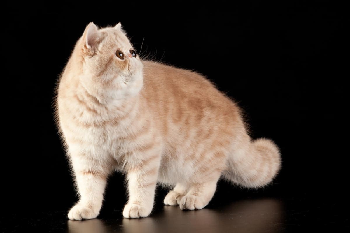Stabby cat with flat face on a black background