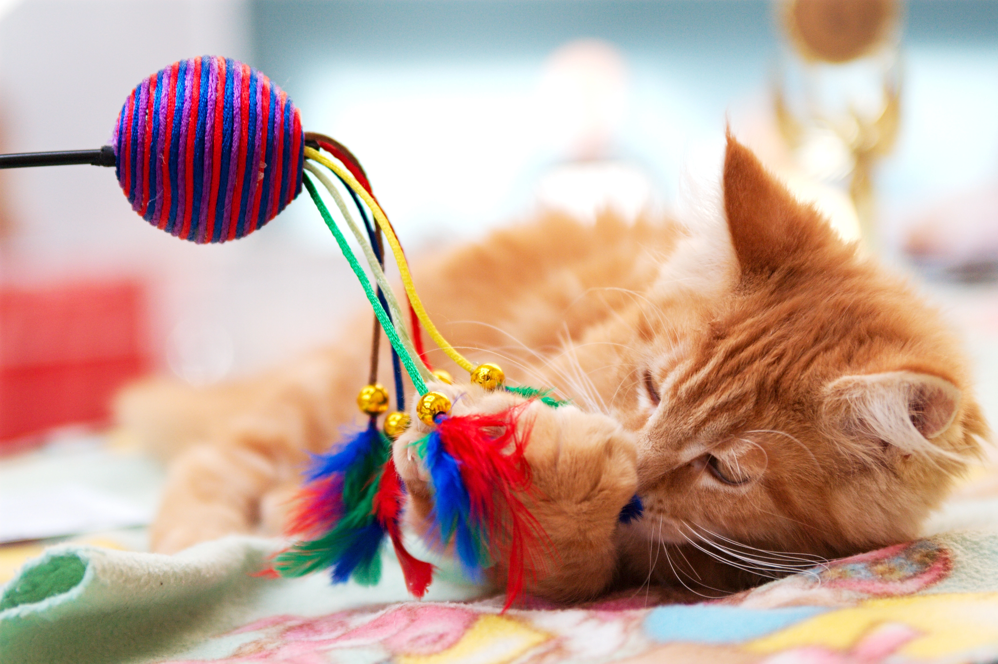 A cat playing with a fishing rod toy