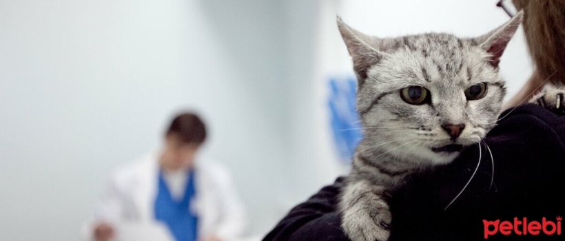 What is a General Examination in Cats? What Should Be Considered During a Health Examination?