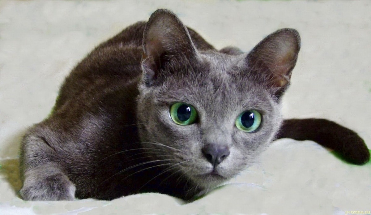 Gray kitten with green eyes