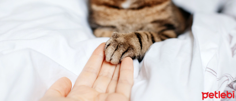 Parasite Symptoms and Treatment Methods in Cats