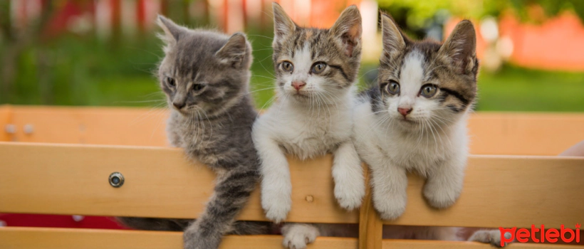 What Should Your Kitten's Stool Look Like?