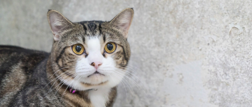 My Cat Suddenly Became Lethargic, What Should I Do?