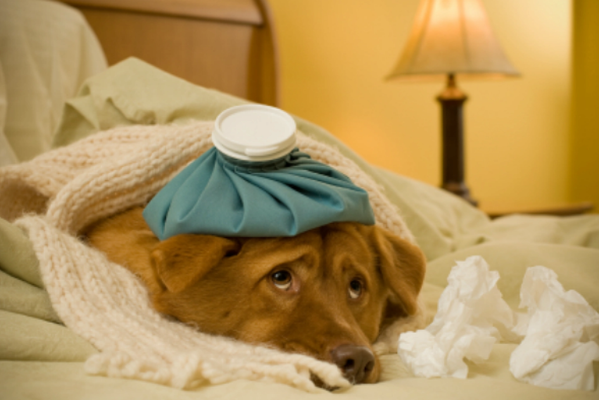 Sick dog lying down