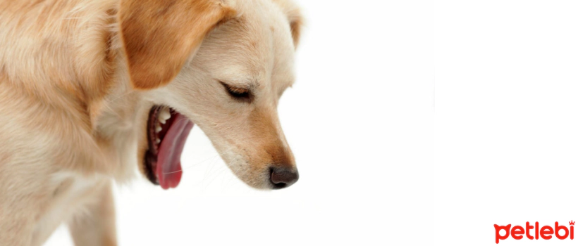 What Helps with Vomiting in Dogs?