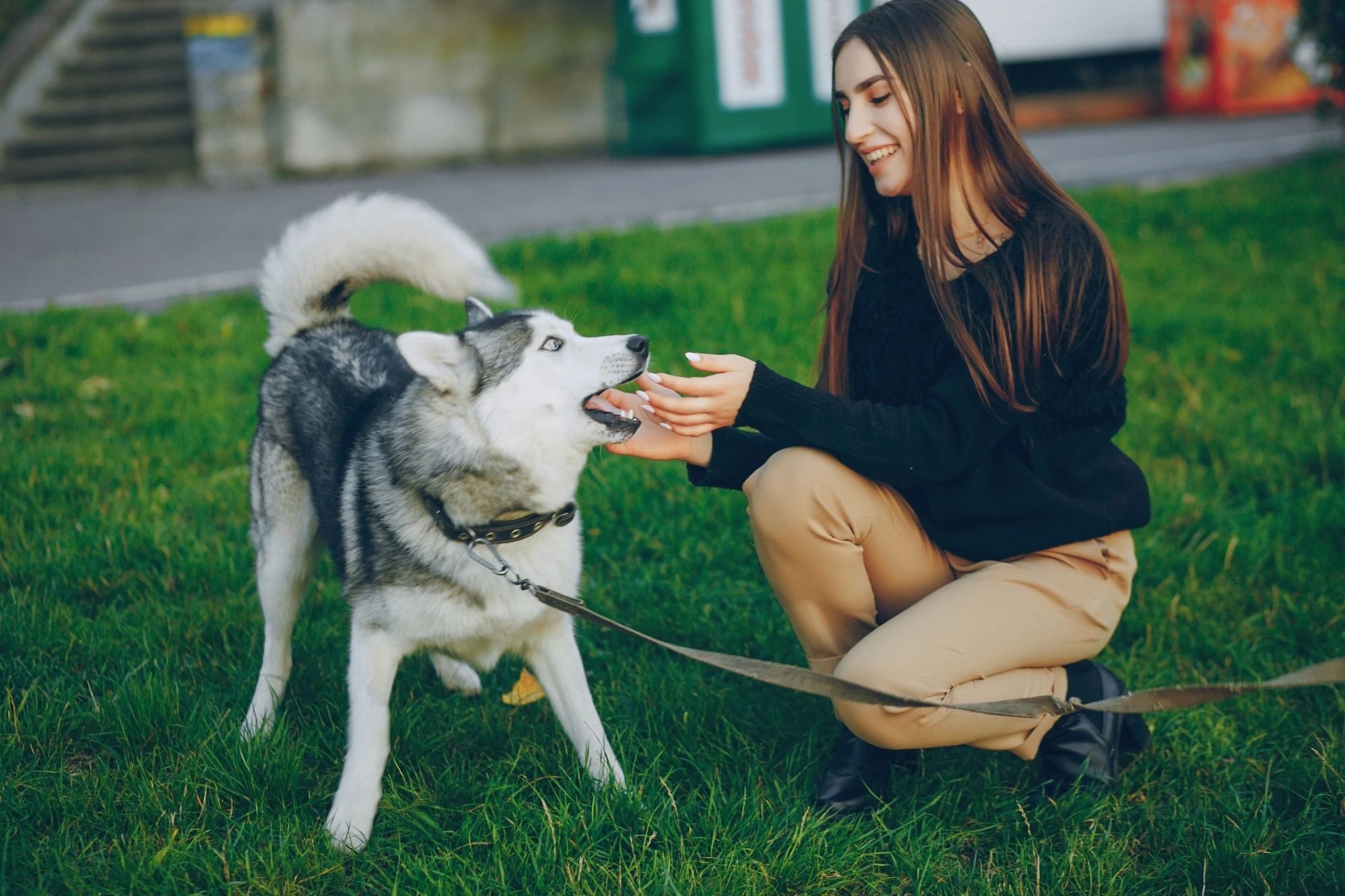 Happy dog spending time with its owner
