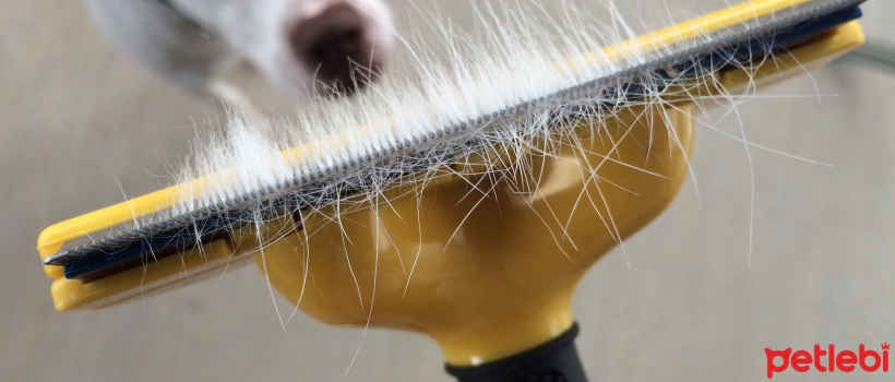 Seasonal Shedding in Dogs