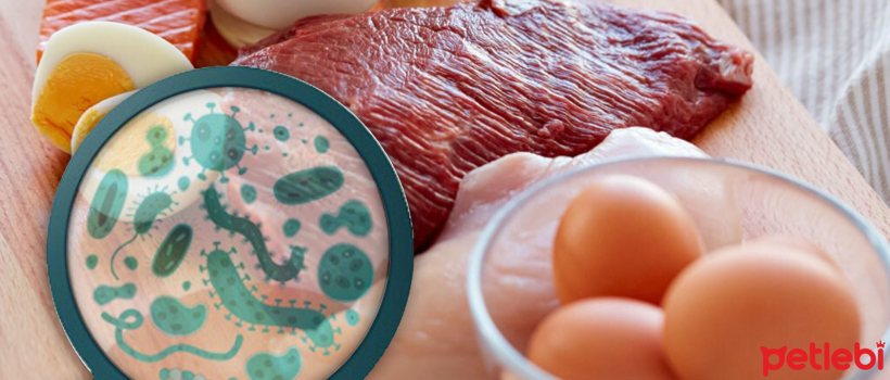Kedilerde Salmonella
