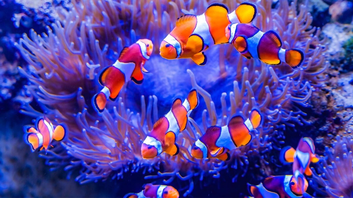 Clownfish (Anemonefish) Guide: From Species to Feeding, Reproduction to Diseases