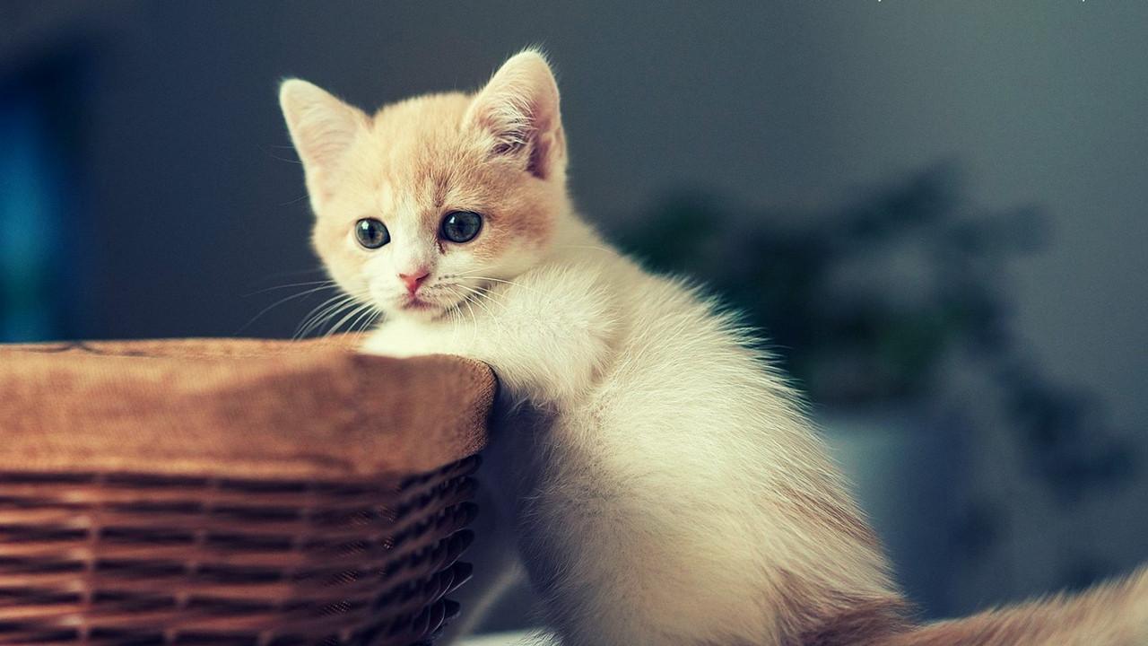Kitten holding onto a basket