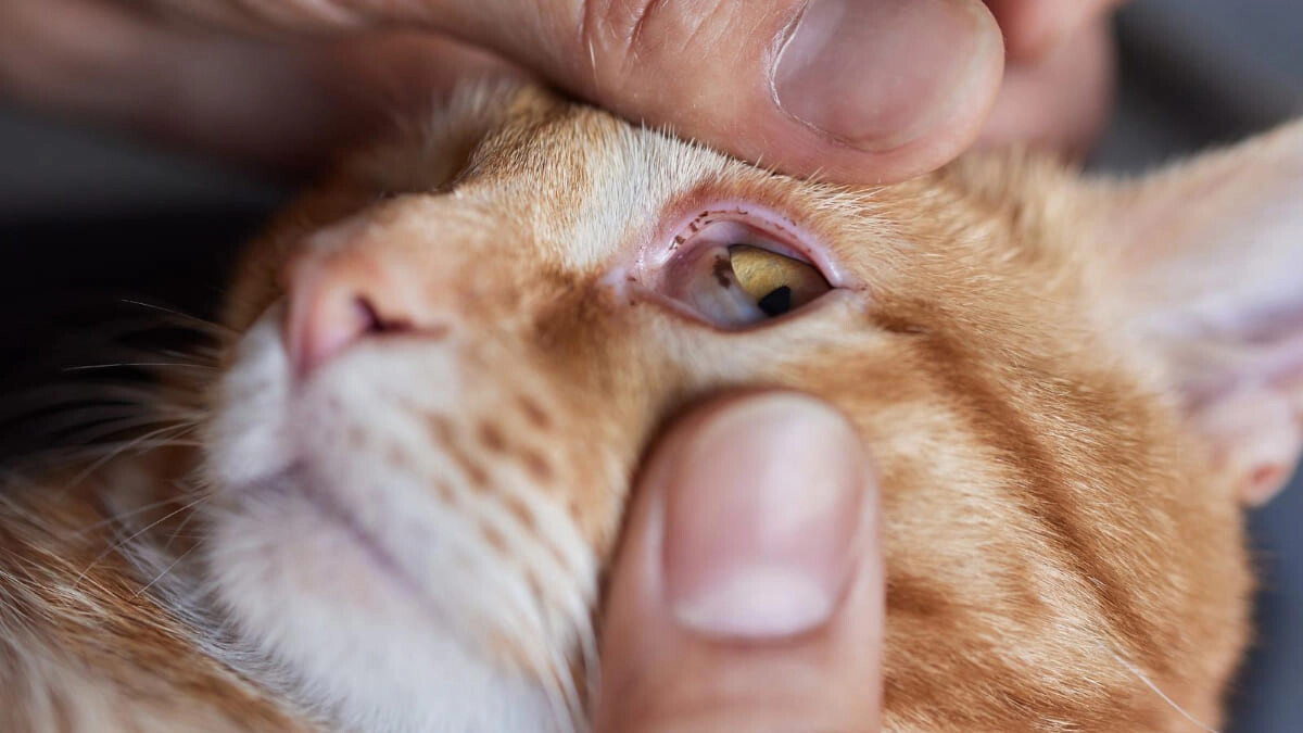 Cat's Watery Eyes: Causes and Effective Treatment Methods