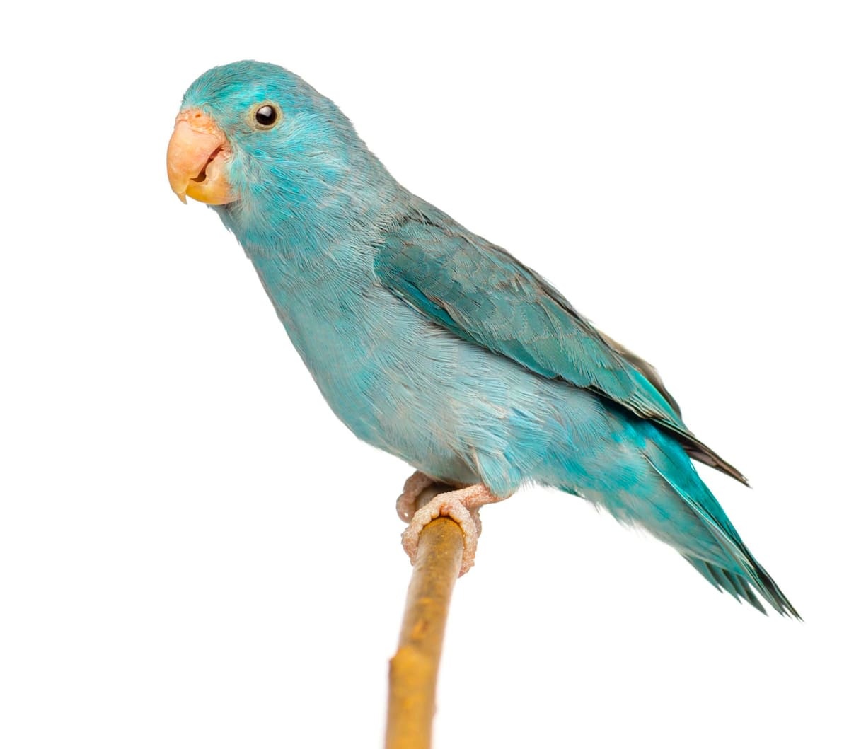 Forpus parrot attracting attention with its eye-catching turquoise color