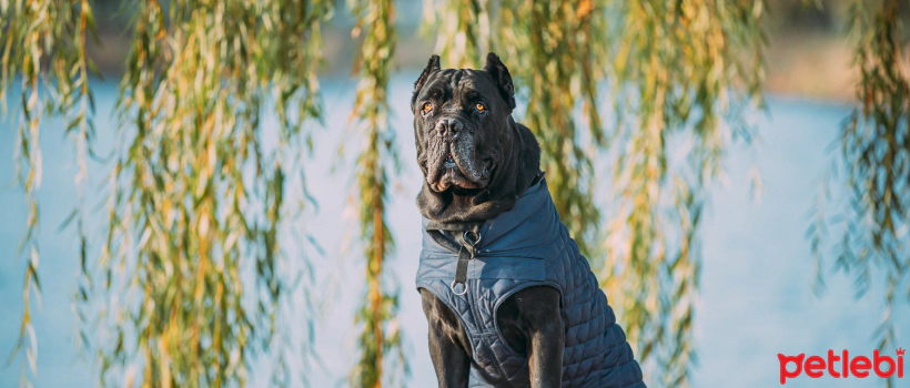 The 12 Strongest Dog Breeds in the World
