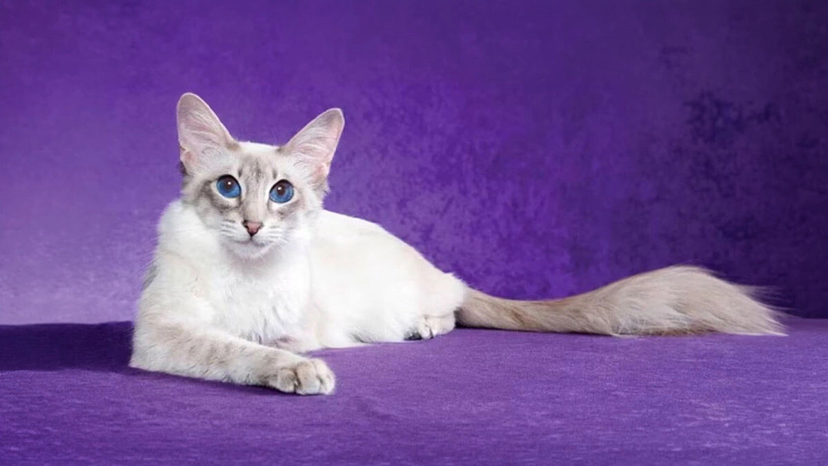 Javanese Cat Characteristics, Care and Temperament