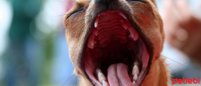 Ways to Prevent Bad Breath in Dogs