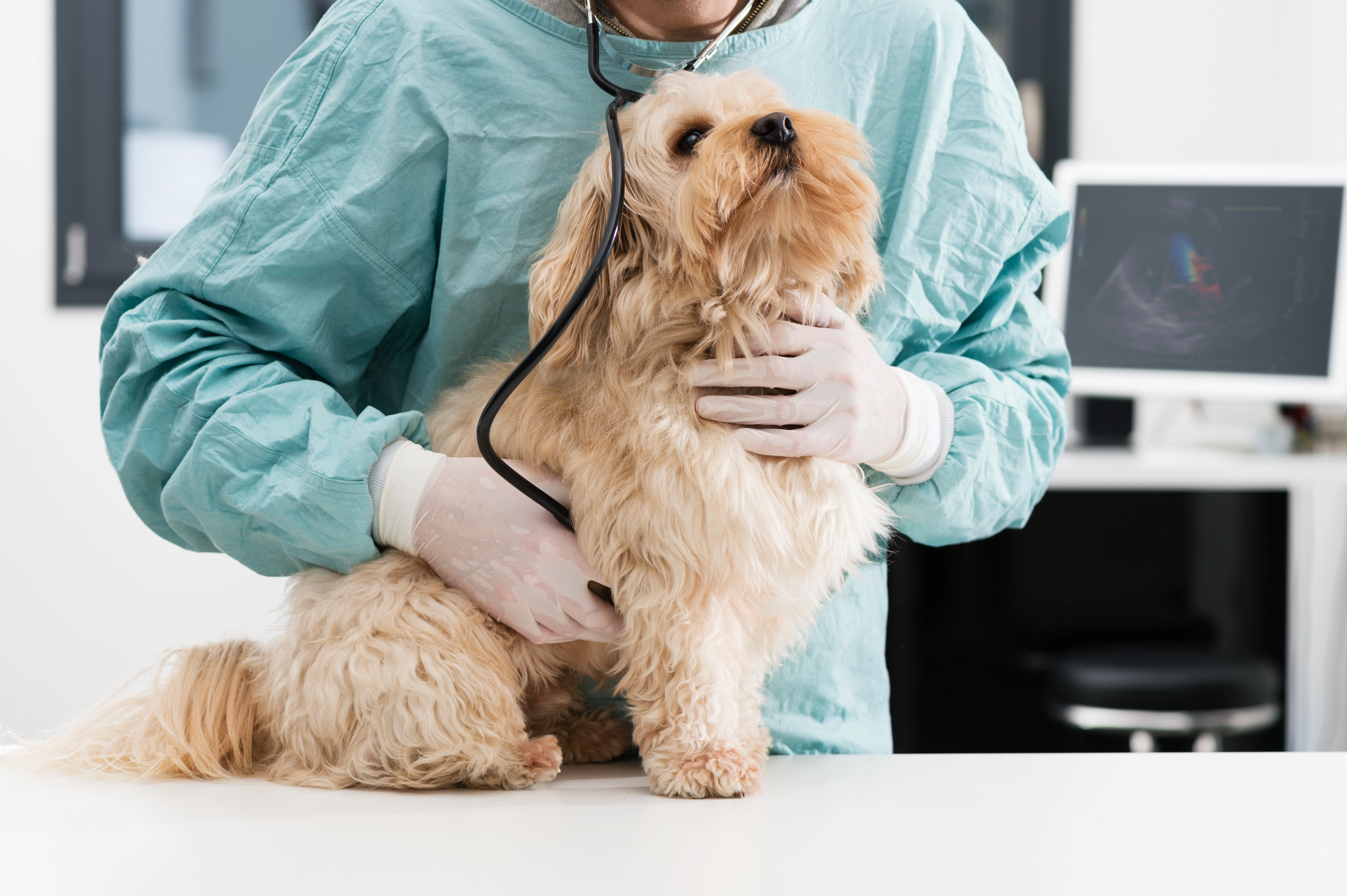 Dog examined by a veterinarian