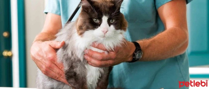 Mastitis in Cats: Causes, Symptoms, and Treatment