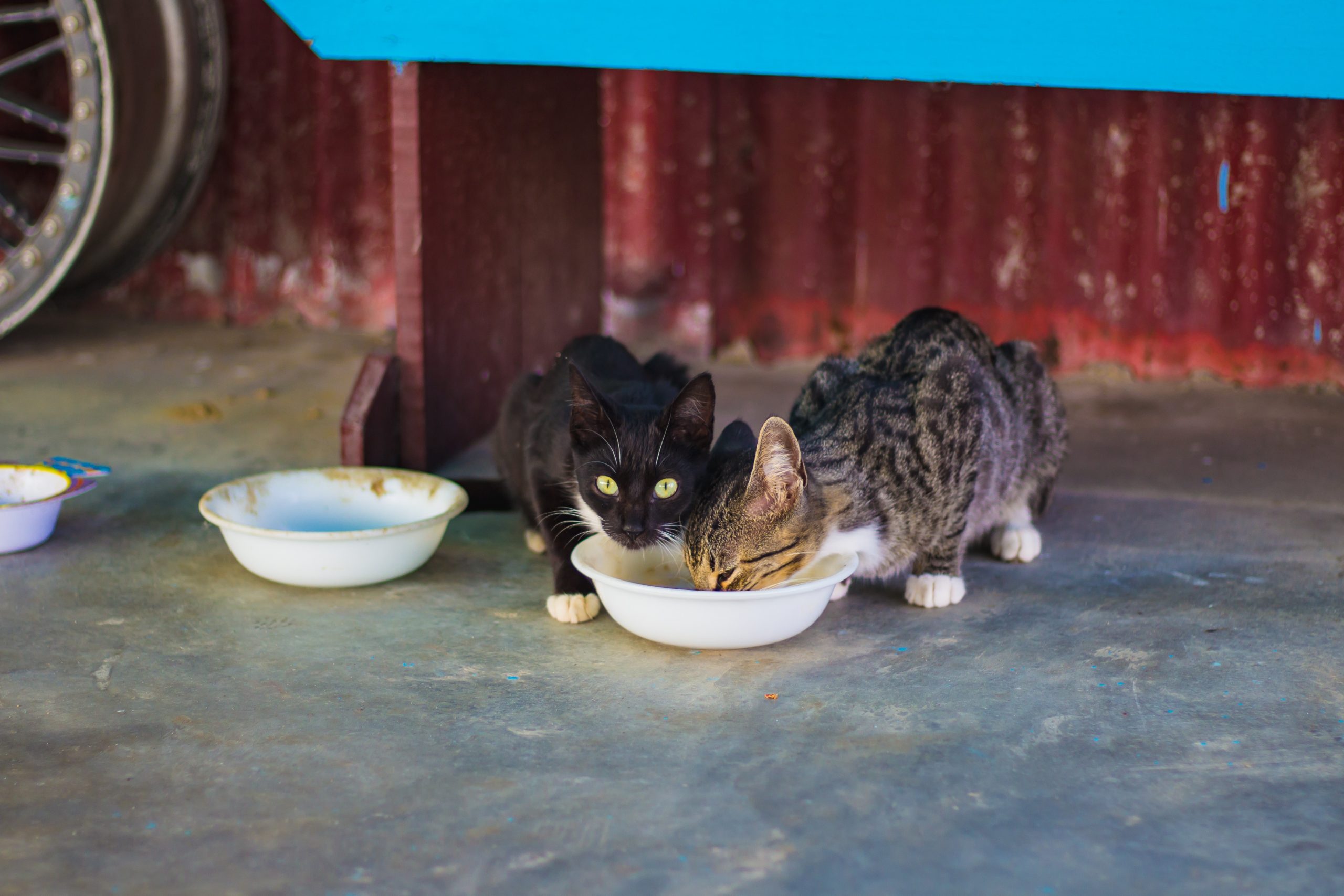 Two cats eating food together