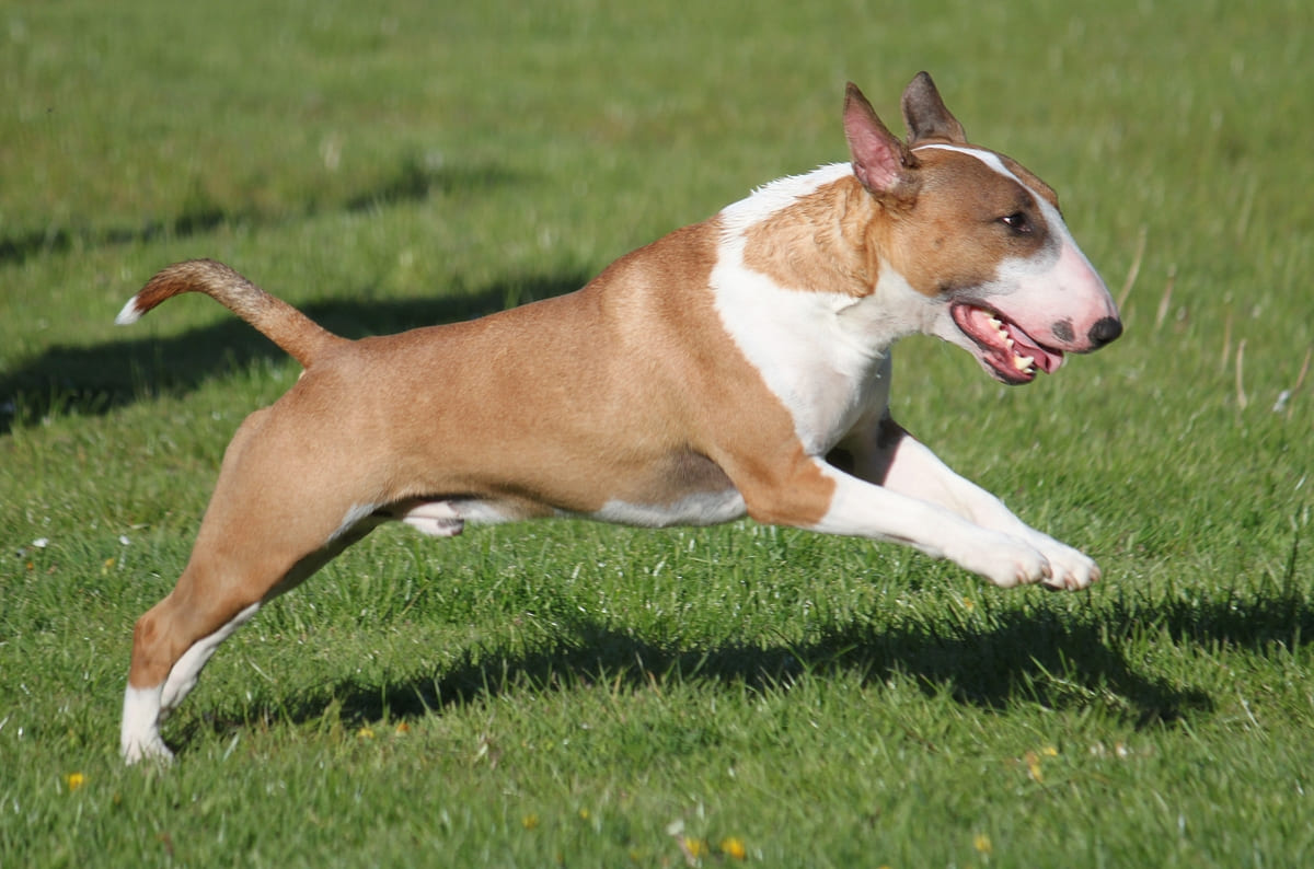 Bull Terrier leaping forward