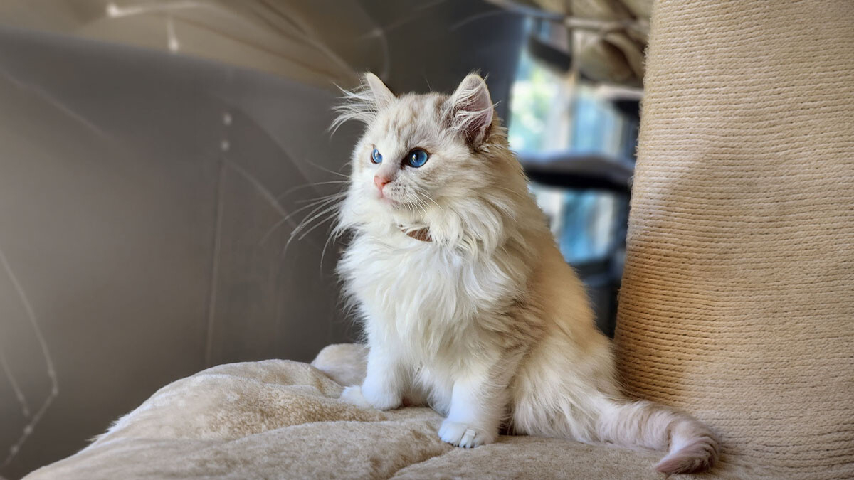 Honey Bear Cat Characteristics, Care, and Temperament