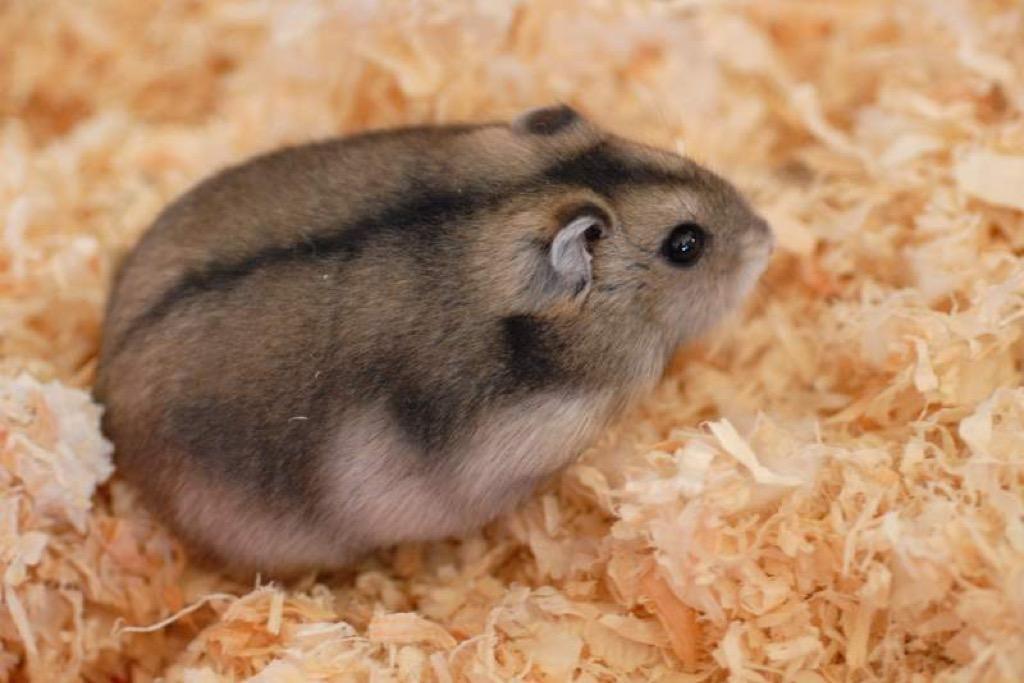 Hamster with a black stripe on its back