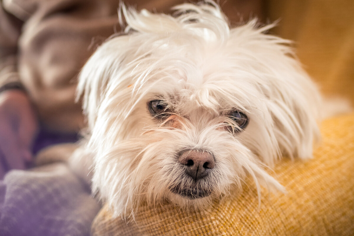 Maltese terrier lying with its head resting on the sofa