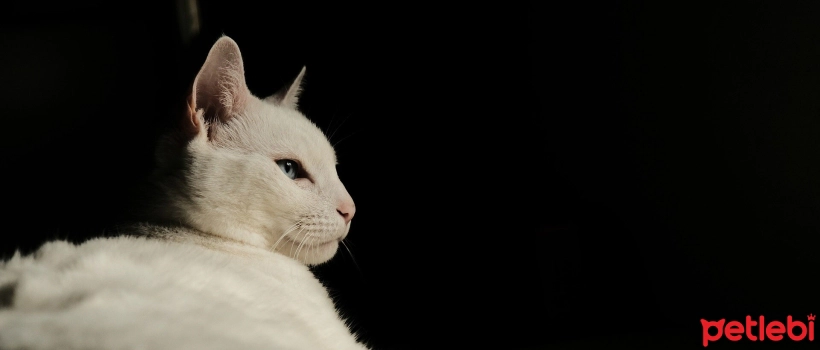 What You Need to Know About Deafness in White-Furred Cats