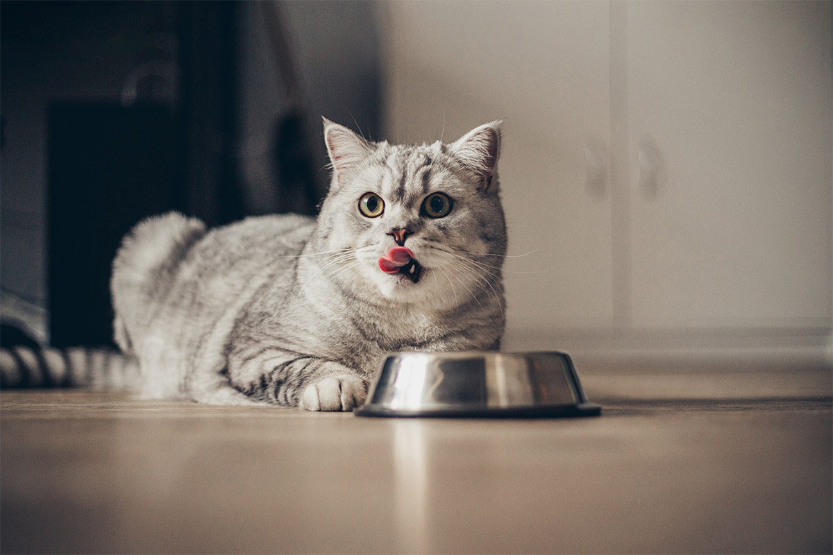 Cat sitting next to its food bowl with its tongue sticking out
