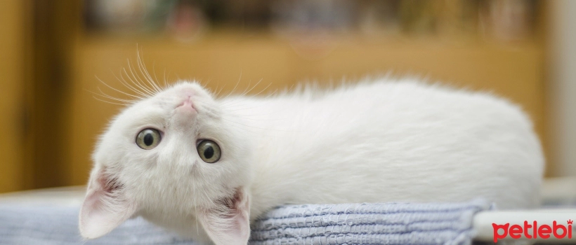 Feeding Kittens Between 2 and 6 Months