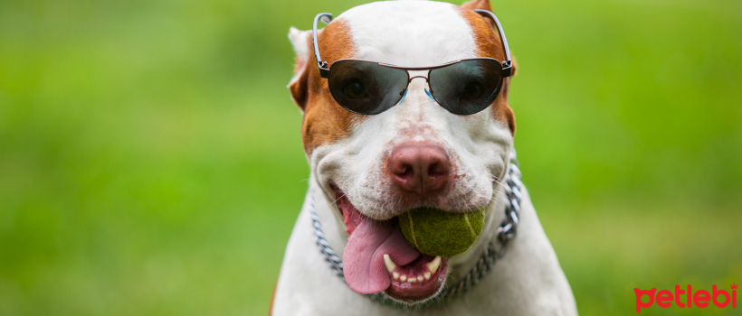Jealousy in Dogs from a Scientific Perspective