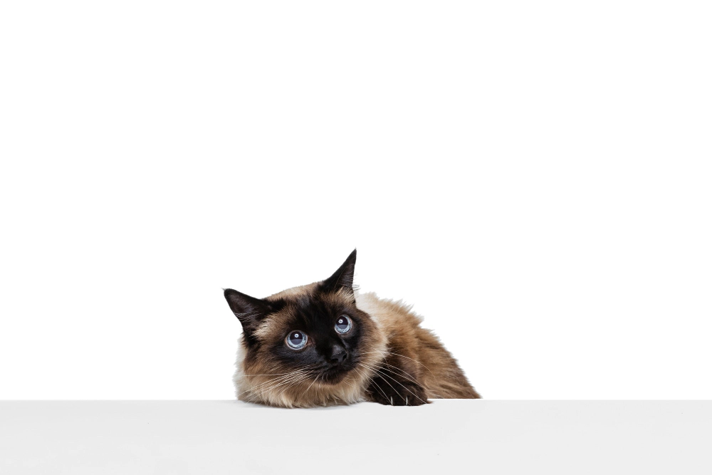 A long-haired Siamese cat on a white background