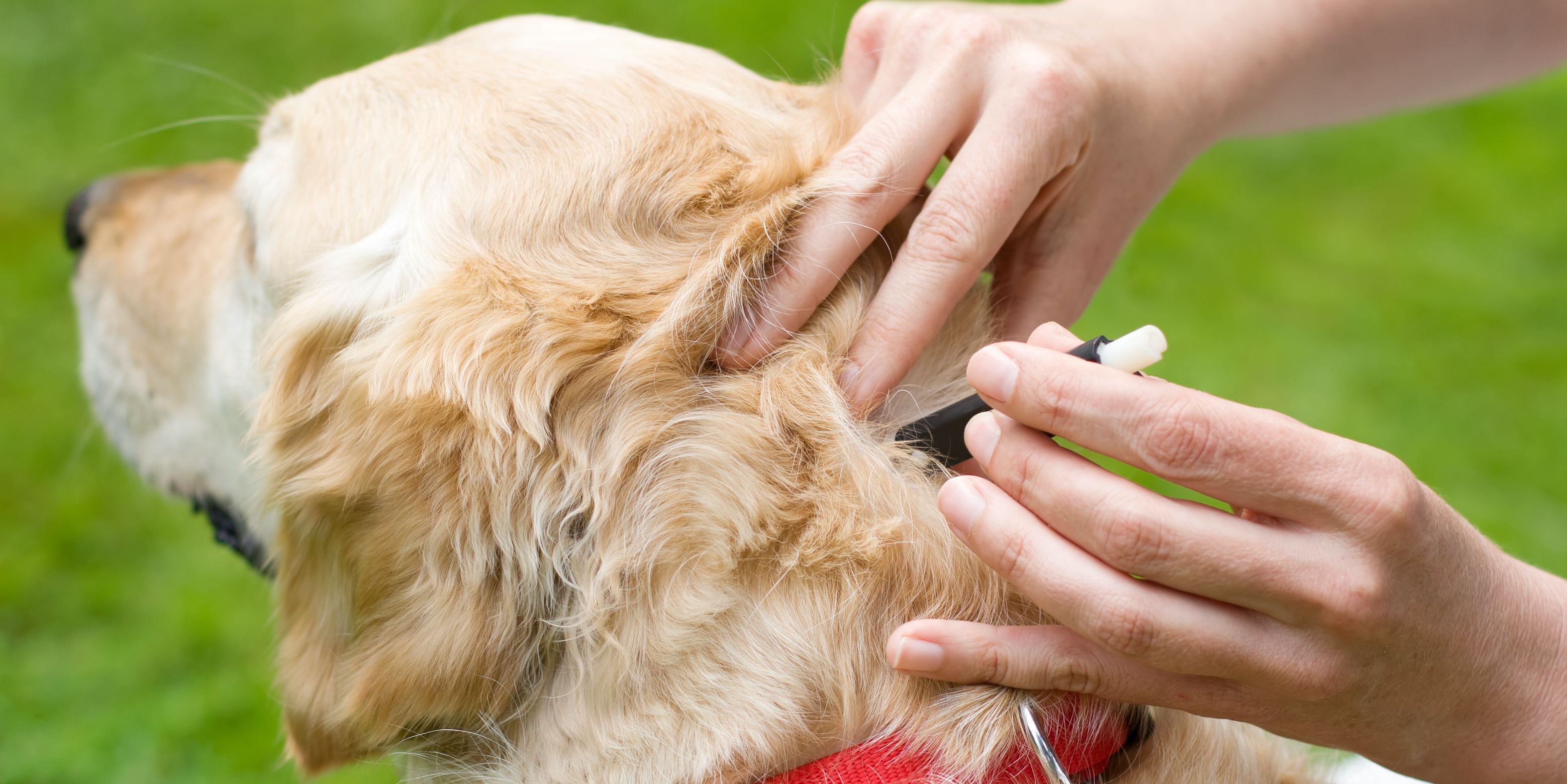 Removing a tick from a dog with a tick removal tool