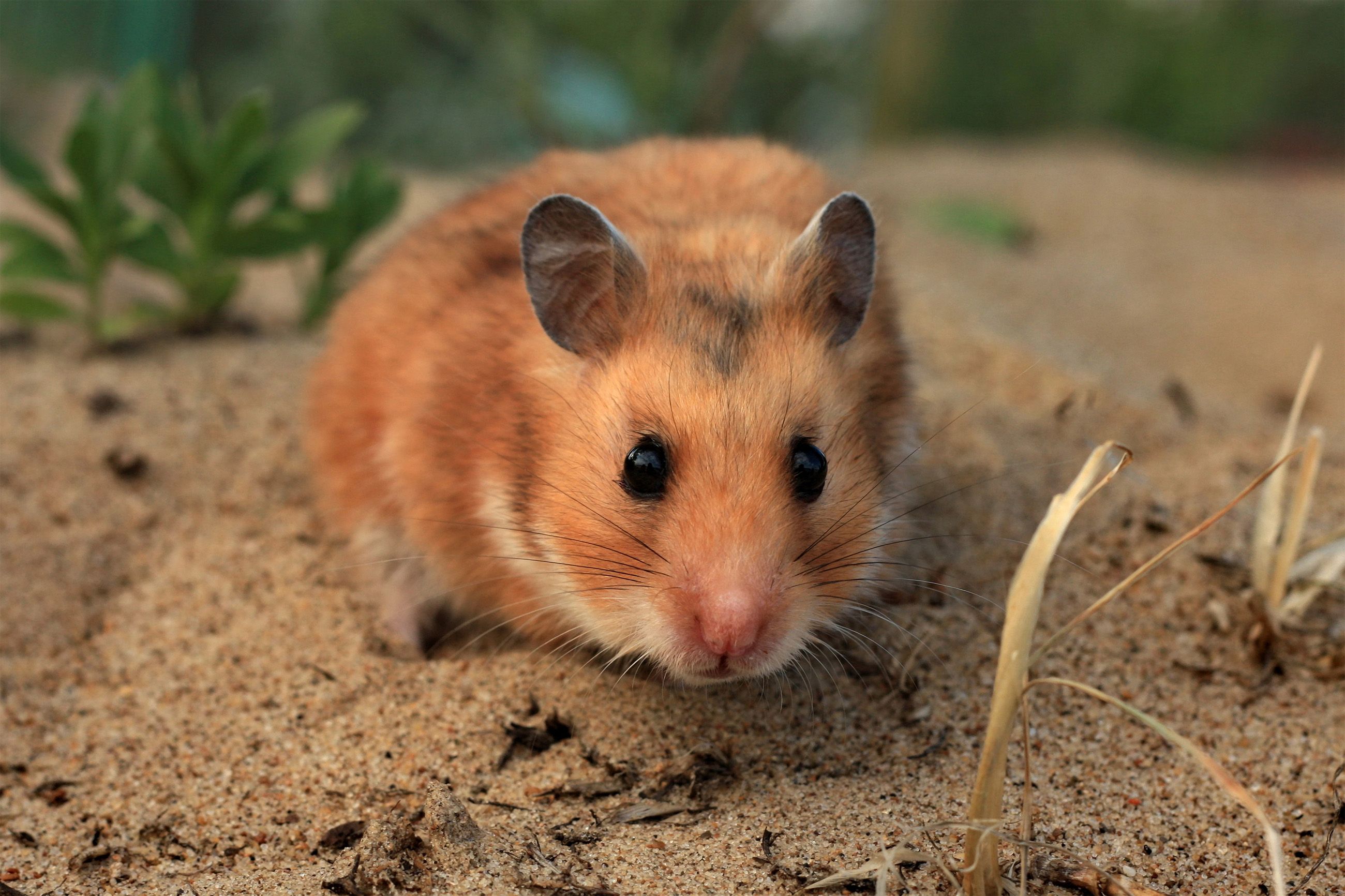 Syrian hamster standing on sand