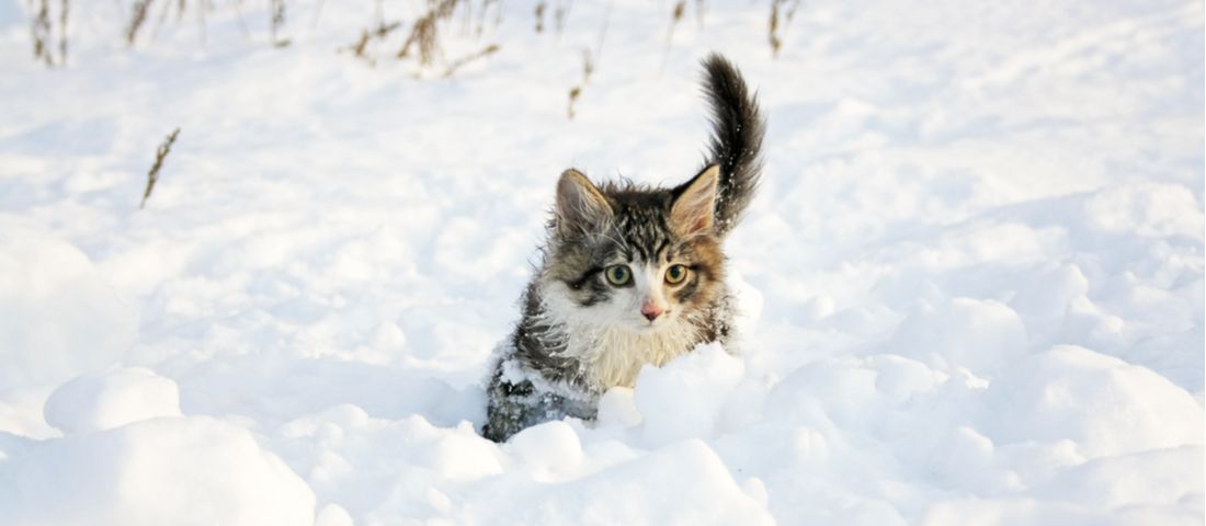 Yellow-eyed tabby kitten walking in the snow