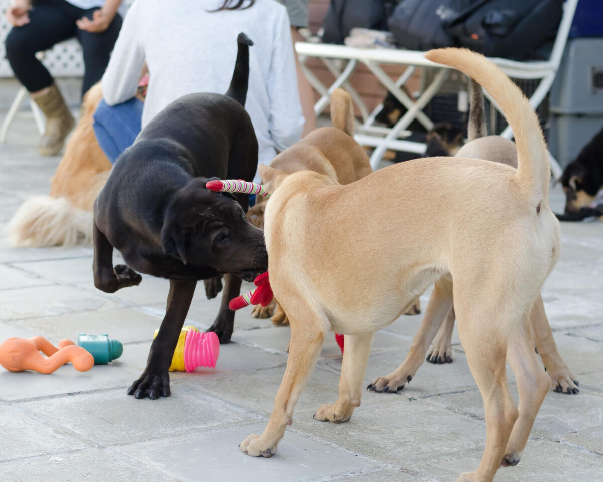 Dogs playing together