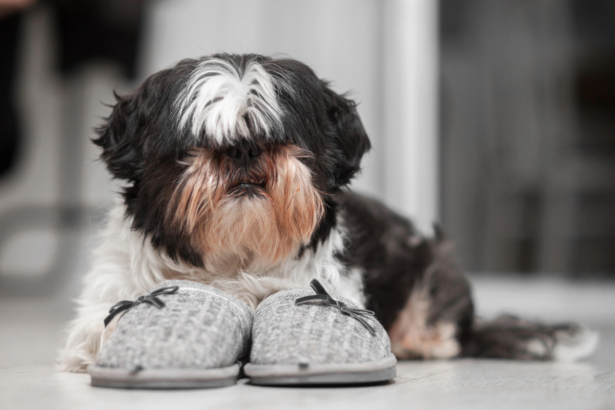 Bolonka dog lying on slippers