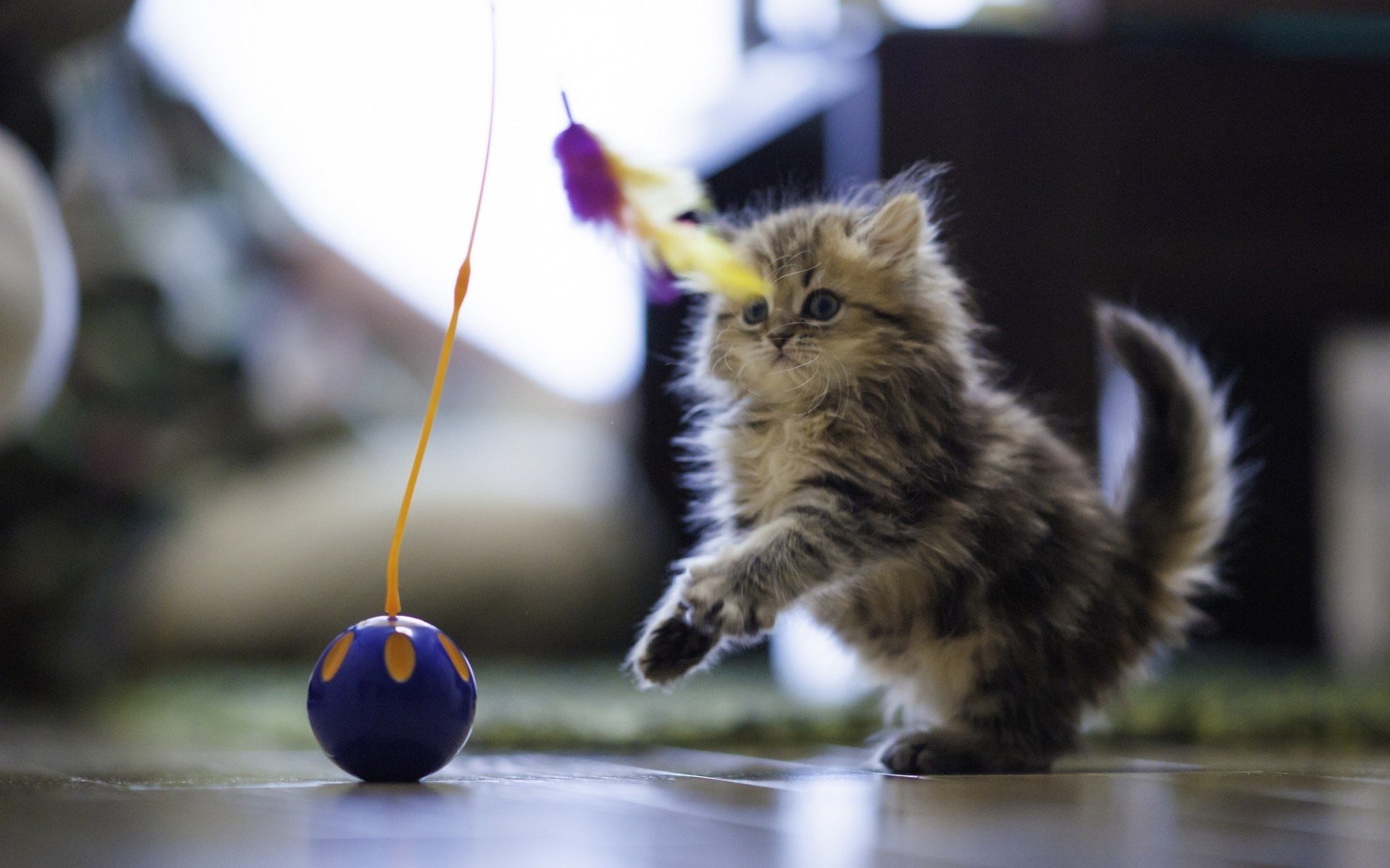 Cat playing with a fishing rod toy