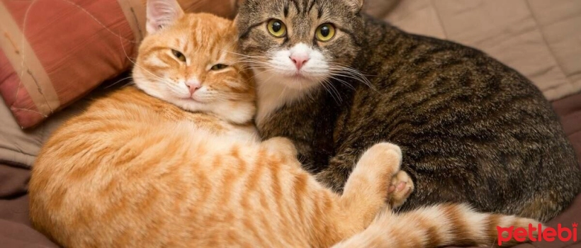 Should You Adopt a Female or Male Cat?