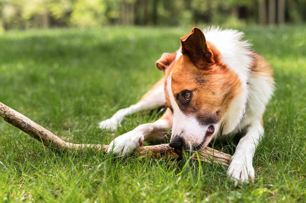 Dog chewing on wood on the grass