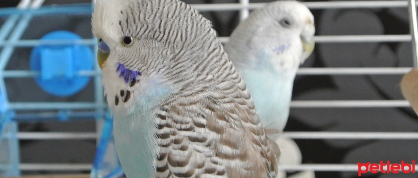 How to Train a Budgie?