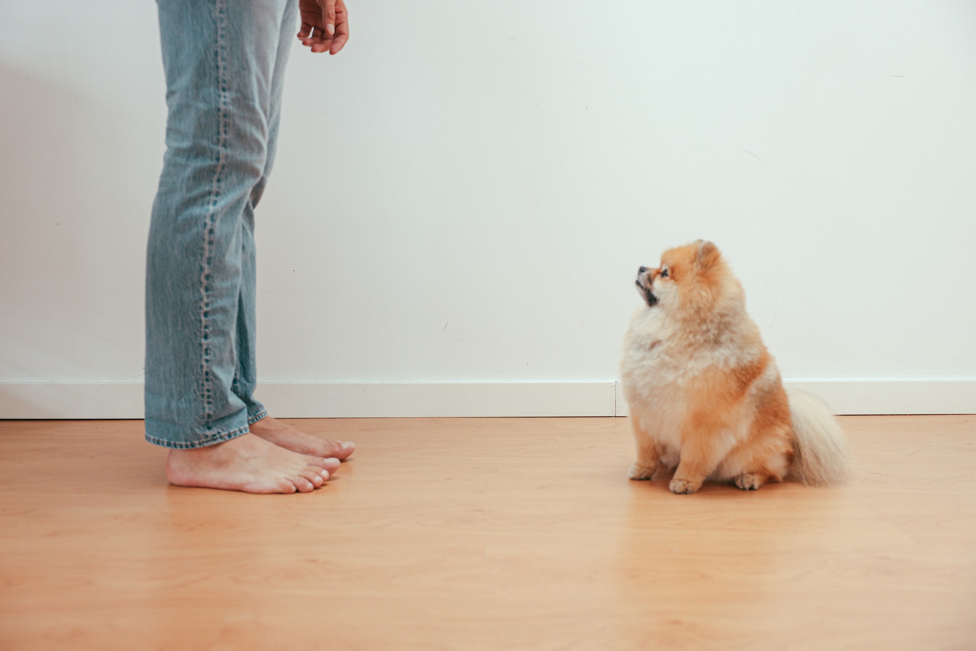boş odada kot pantolonlu erkek karşısında oturan Pomerian cinsi köpek