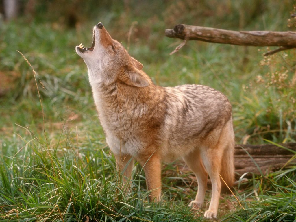 dog howling in an open field