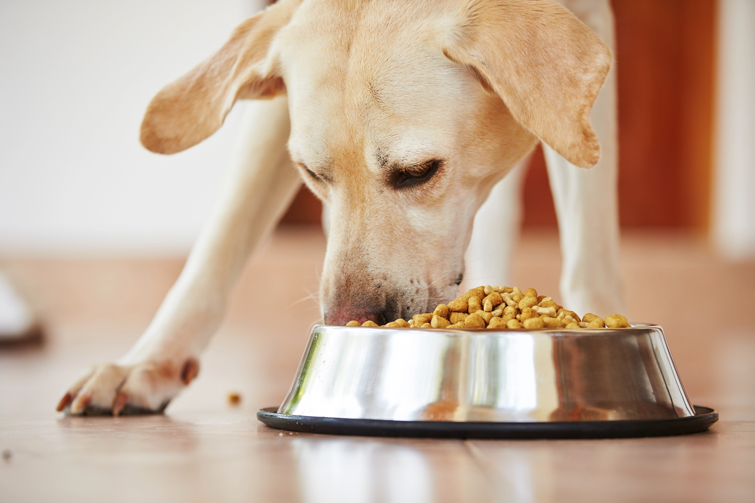 Dog eating dry food
