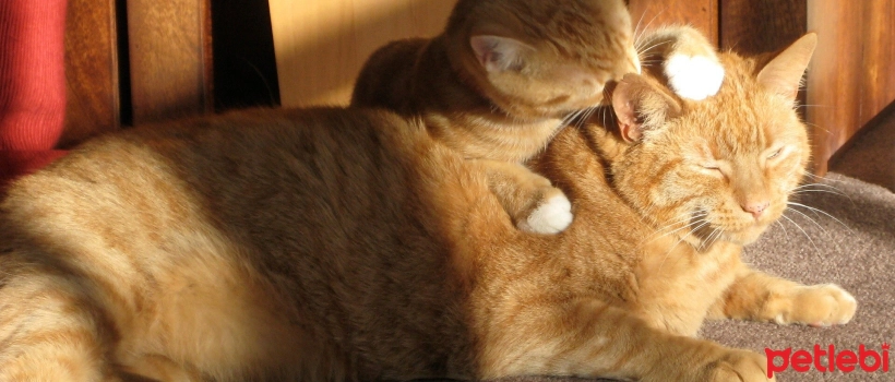 What is allorooming? Why do cats clean and lick each other?