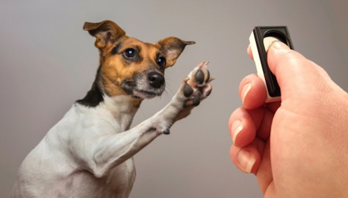 How to Use Clickers in Dog Training 1