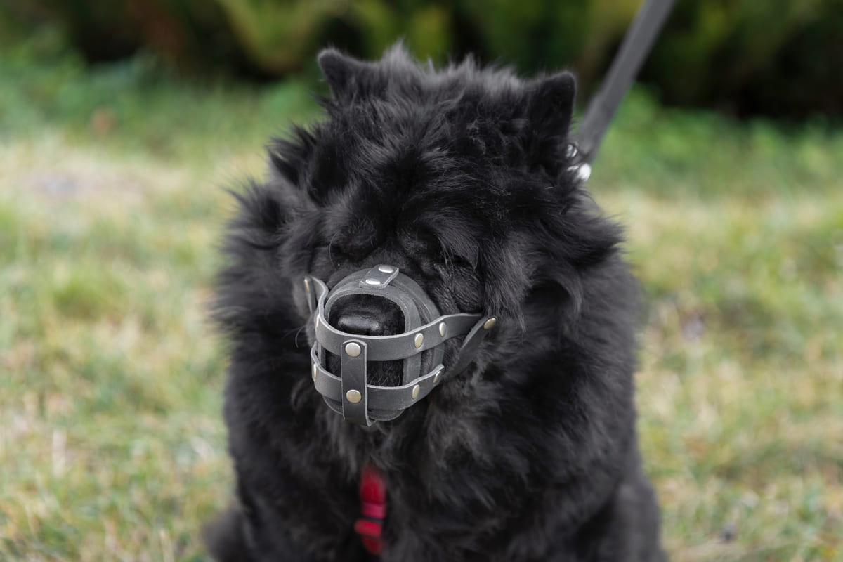 Black dog with a muzzle