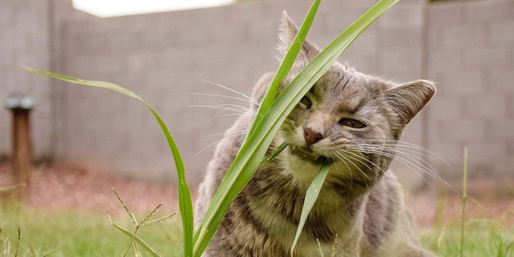 Cat trying to eat grass in the garden