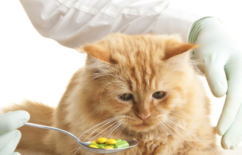 Veterinarian Giving Pill to Cats